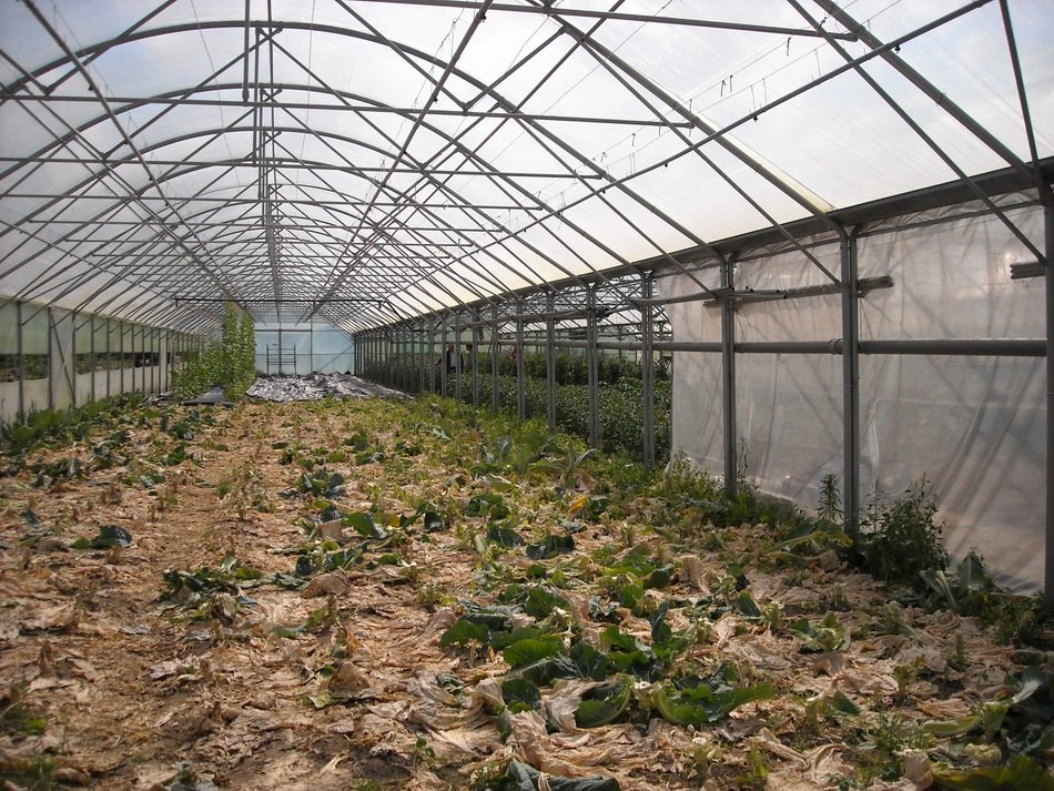 hothouse in the form of tunnel