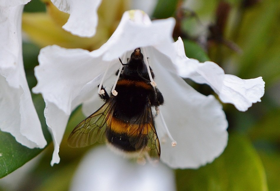 Black and orange hummel on the beautiful white buttercup flower