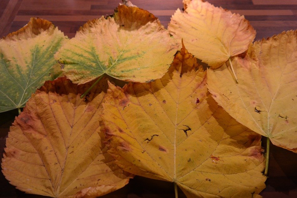 fall foliage of the mountain elm