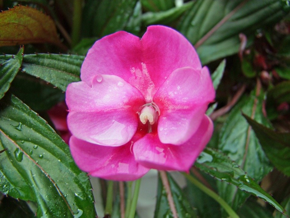 pink flower bloom on the ground