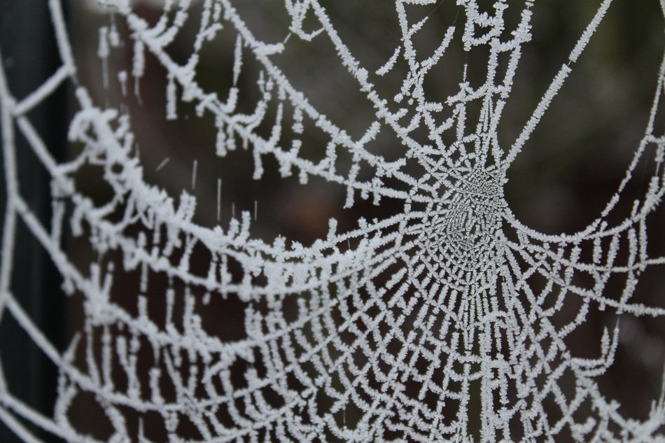 natural web in the frost
