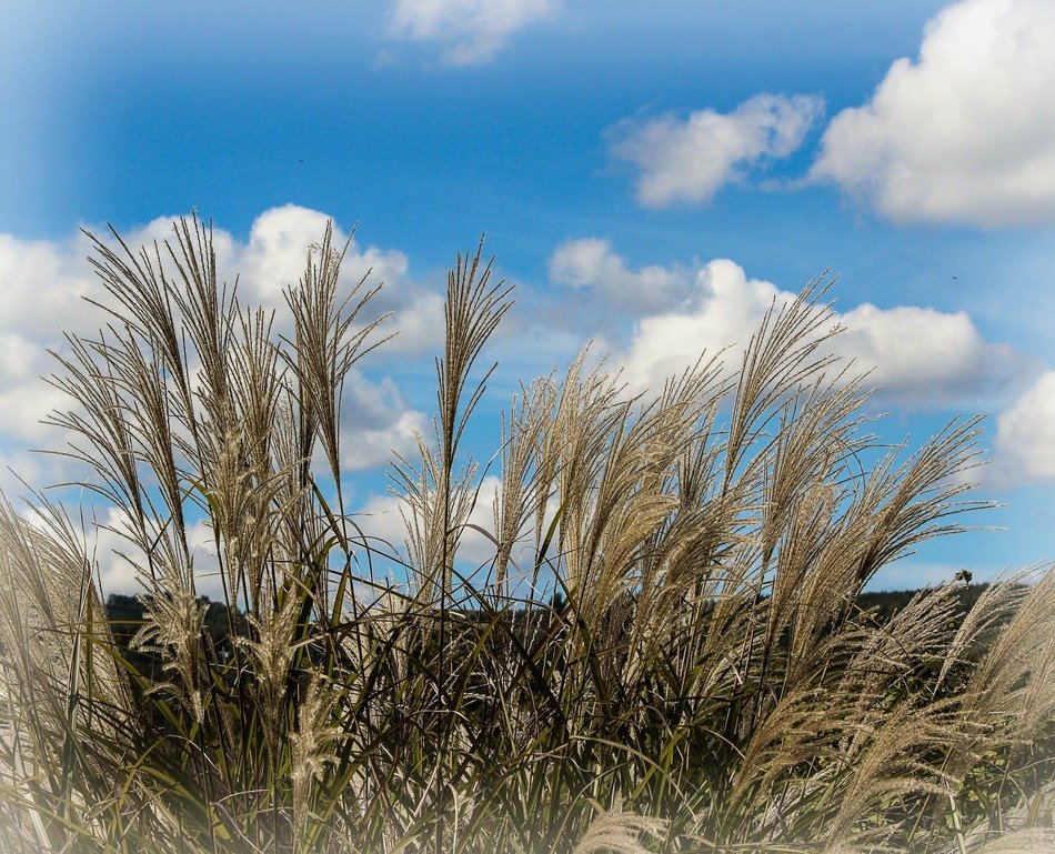 Beautiful landscape with the ornamental grass