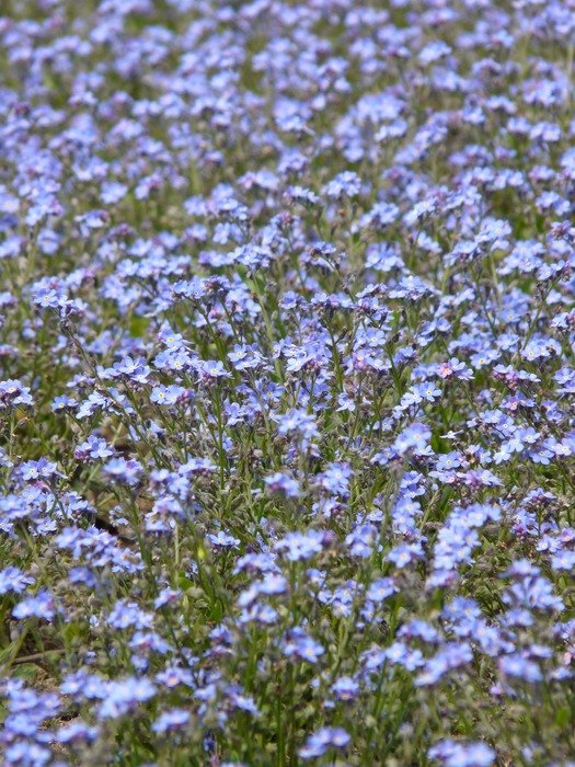 forget me flower