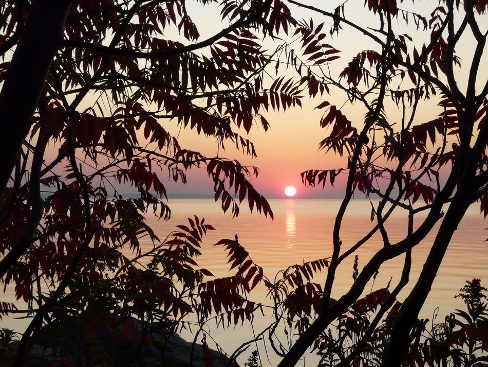 sunrise over the lake behind tree branches