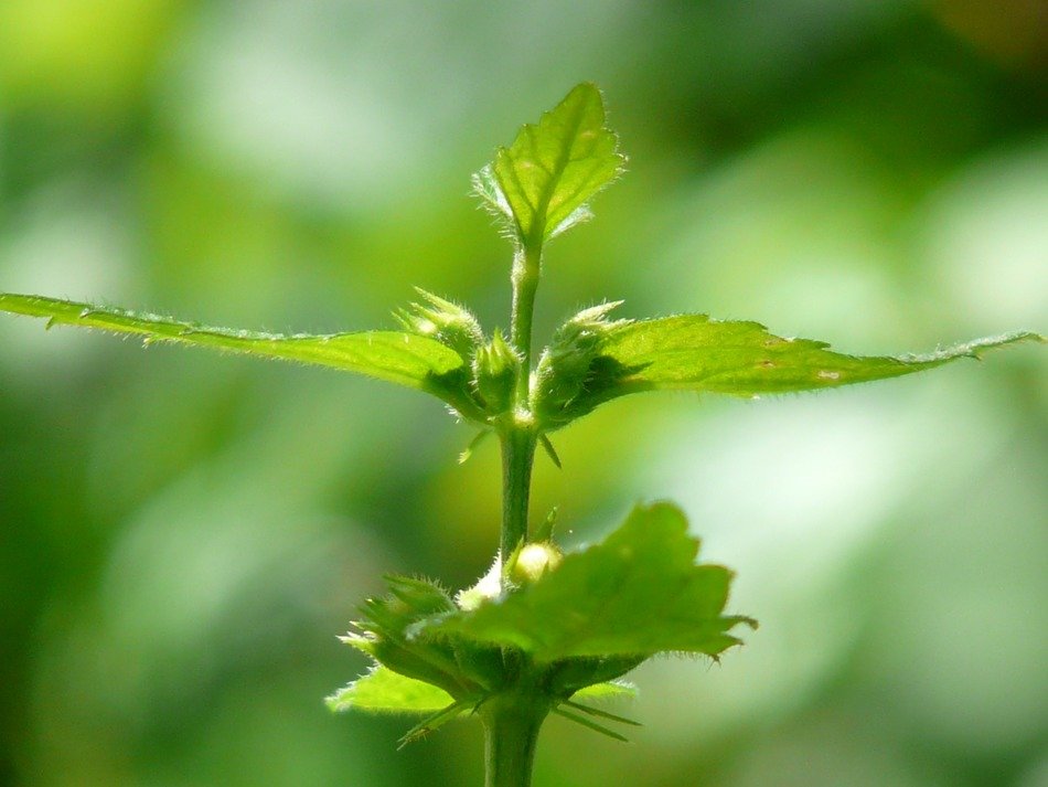 forest green plant on green background