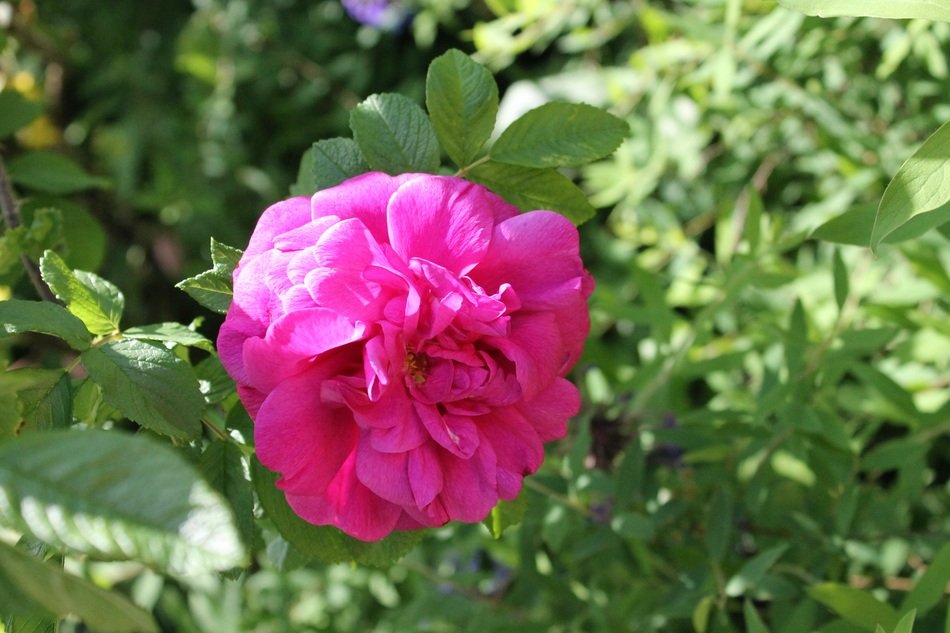 growing pink rose in the garden