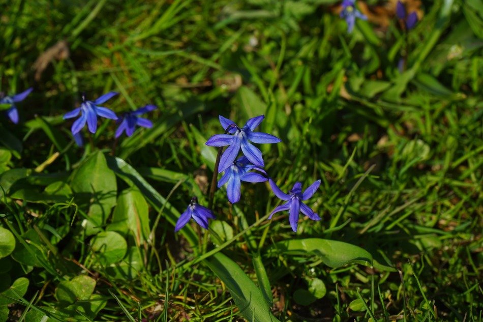 blue star blossom