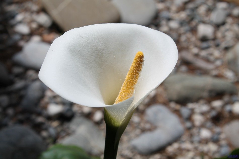 Picture of the calla flower