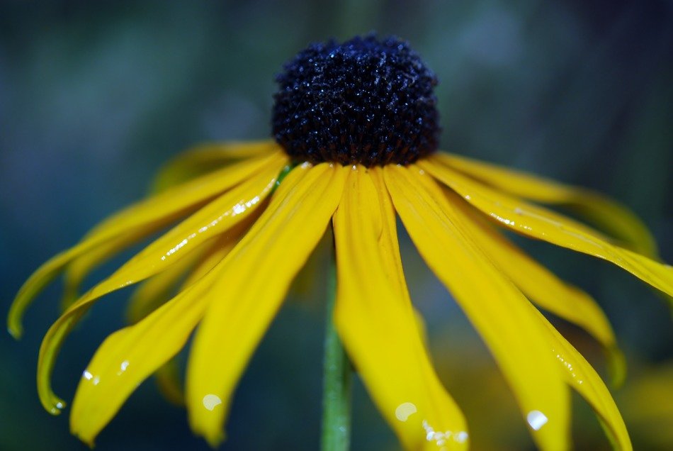 yellow flower in the rain close up