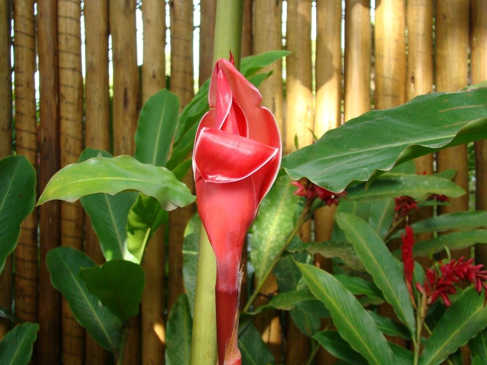 flower, Mata Atlantica