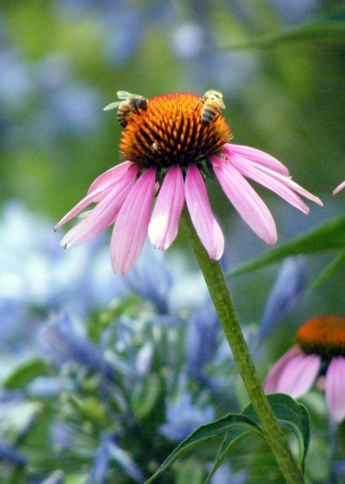 Bees on rudbeckia
