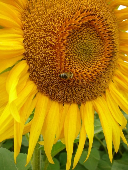 picture of the bee is on a sunflower