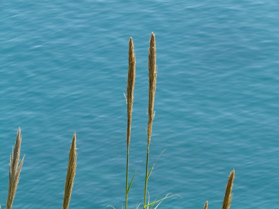 single reeds on a background of blue water