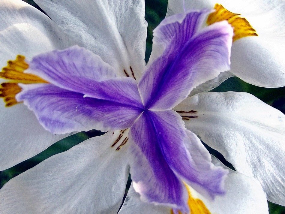 view inside flower iris