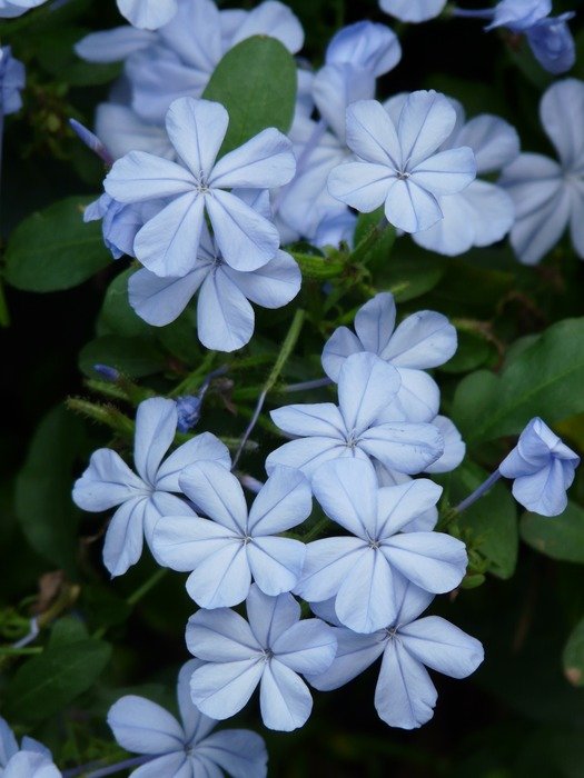 flowers cape europaea