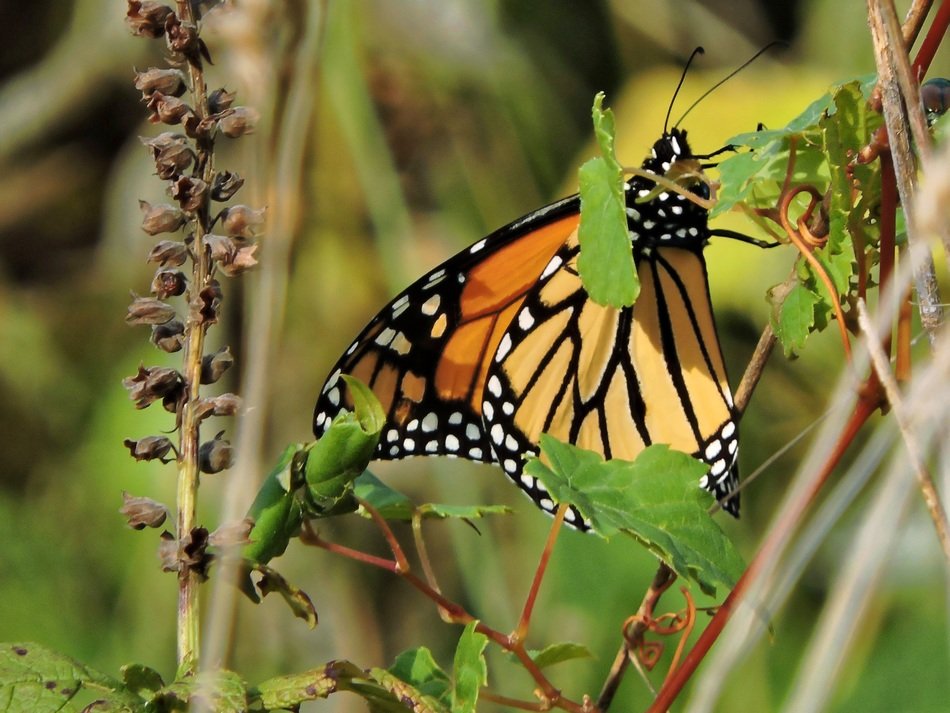 butterfly monarch on the brunch