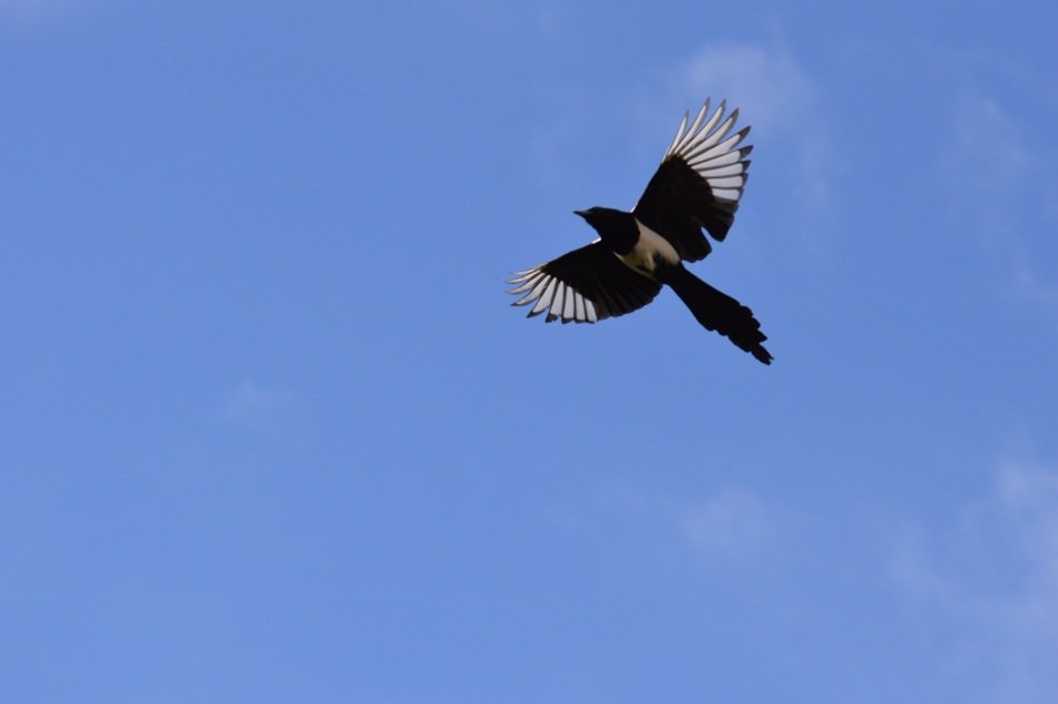 crow in flight in the blue sky