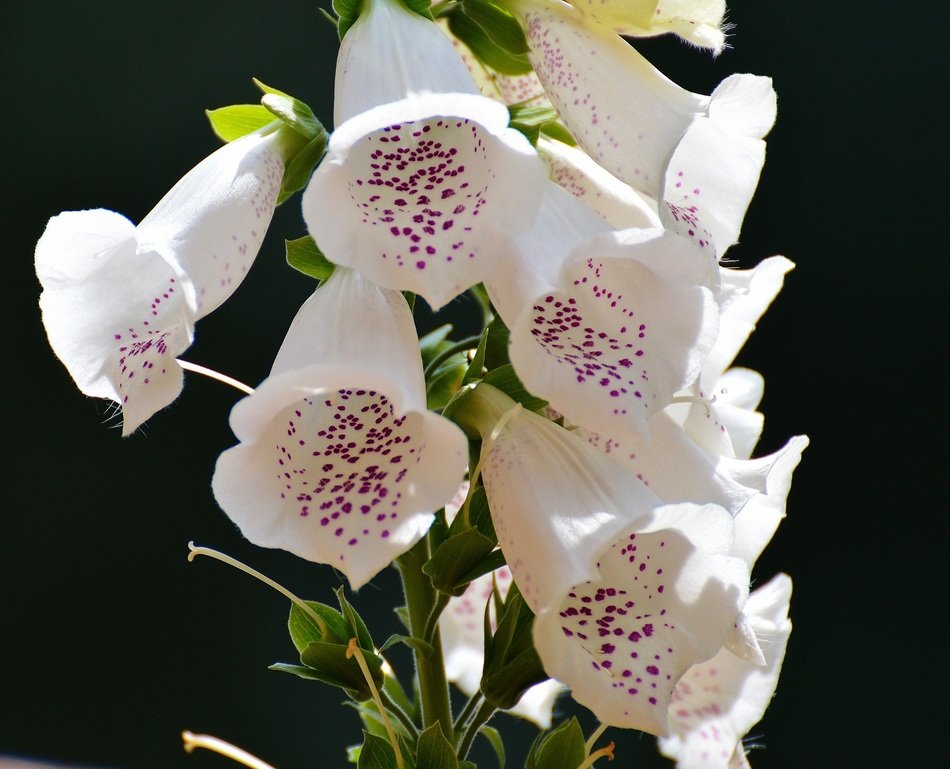 white bells on the stem