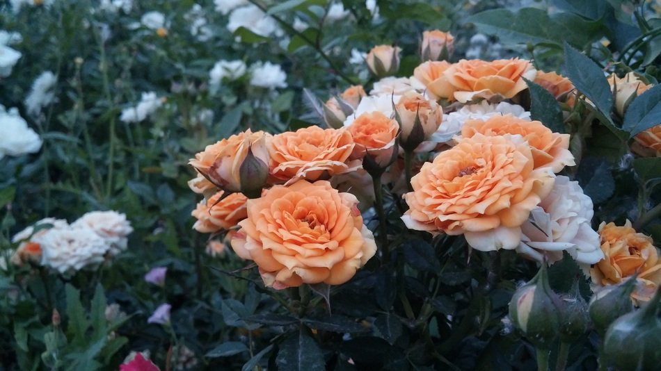 orange and white flowers in a garden in Iran