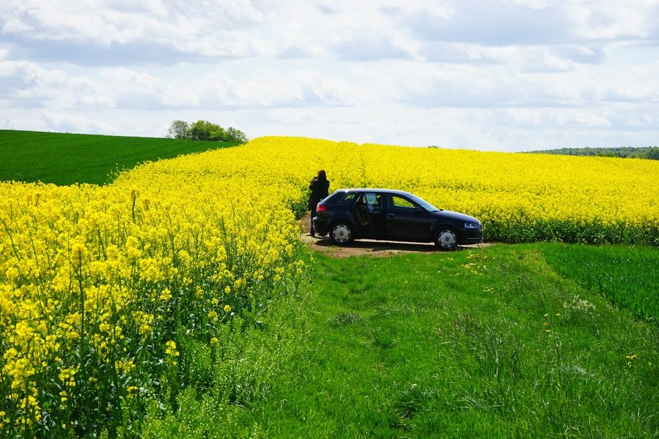 Car in yellow green field