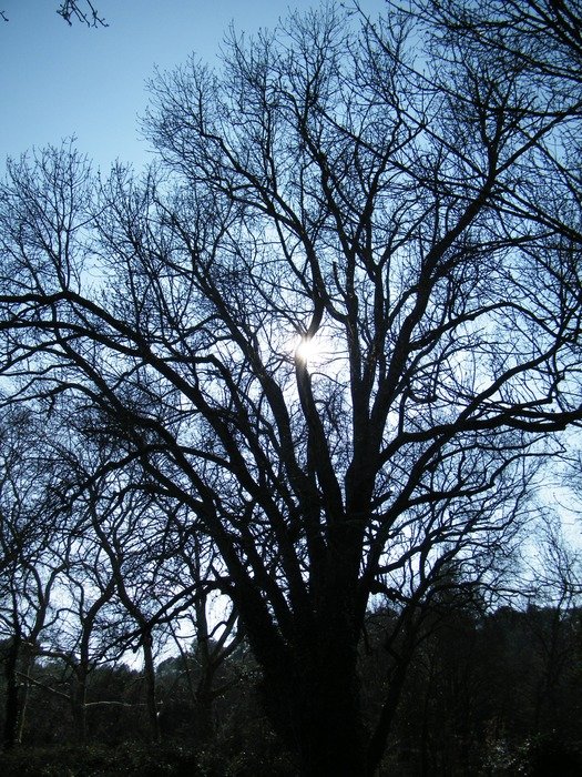 sky through the branches of a large tree