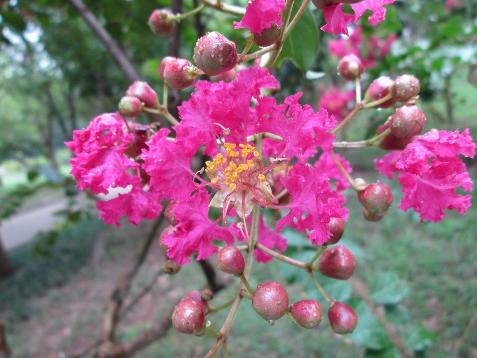 pink flowers on the tree in the garden