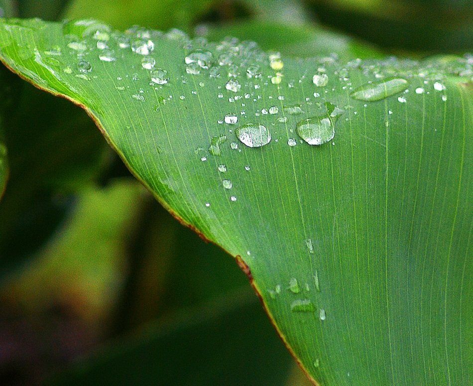 cannae divided leaf