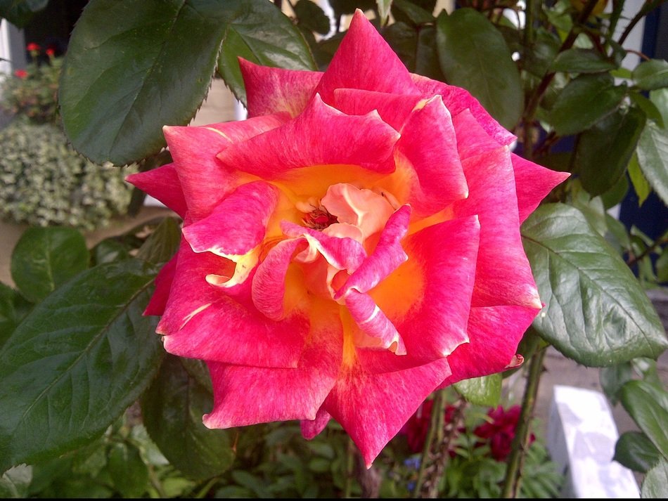 rose blossom on the bush
