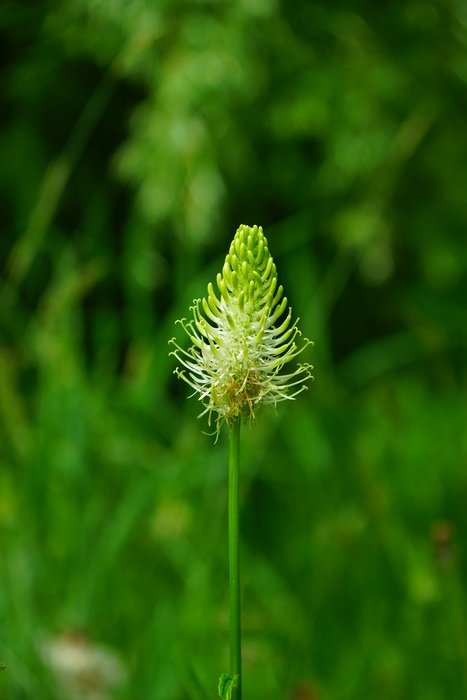 phyteuma spicatum flower on the meadow