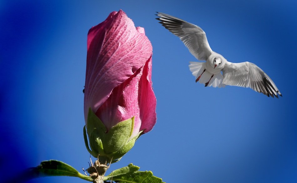 flower bud near the flying bird