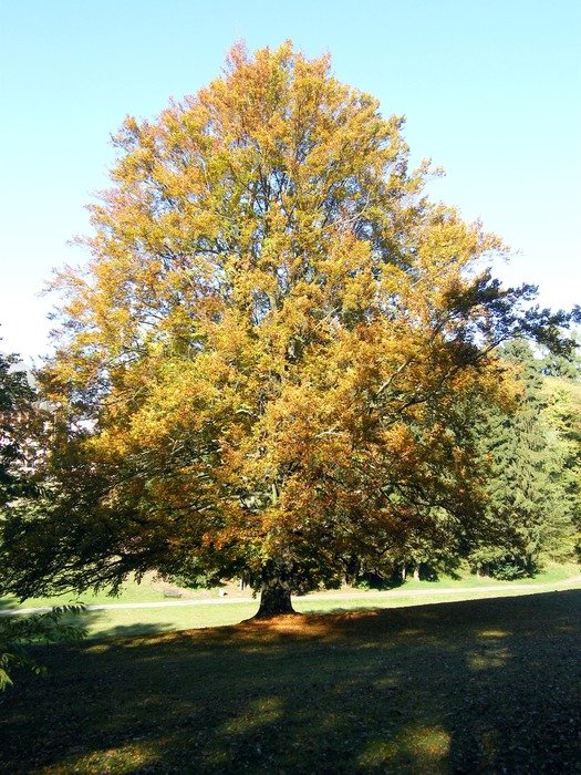 lonely tree in the fall