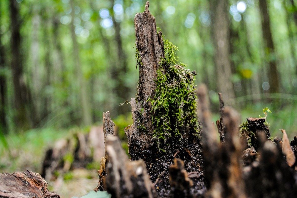 Moss on the tree in the forest