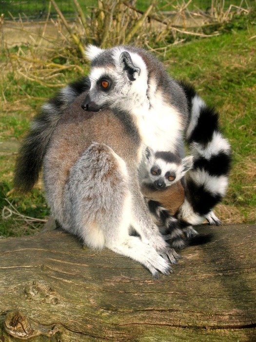 ring tailed lemurs, mother with baby on log