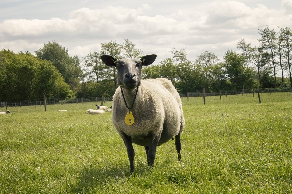 sheep in the meadow in netherlands