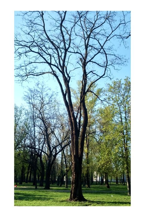 a tree without leaves in the park