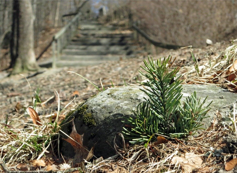 small new pine at stone