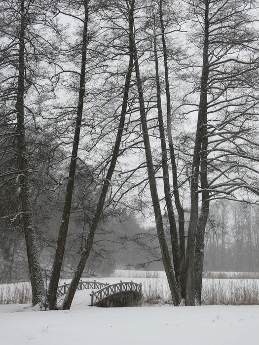 incomparable winter trees