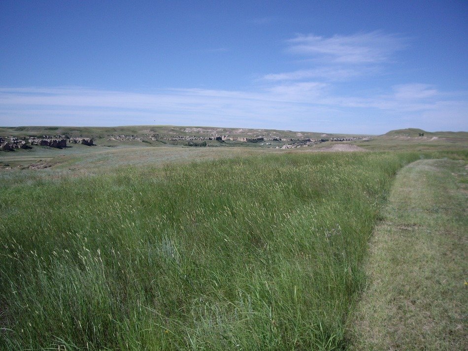 picture of the green meadow