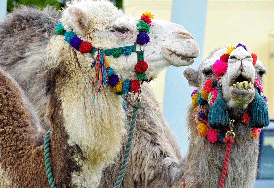 camels desert animals