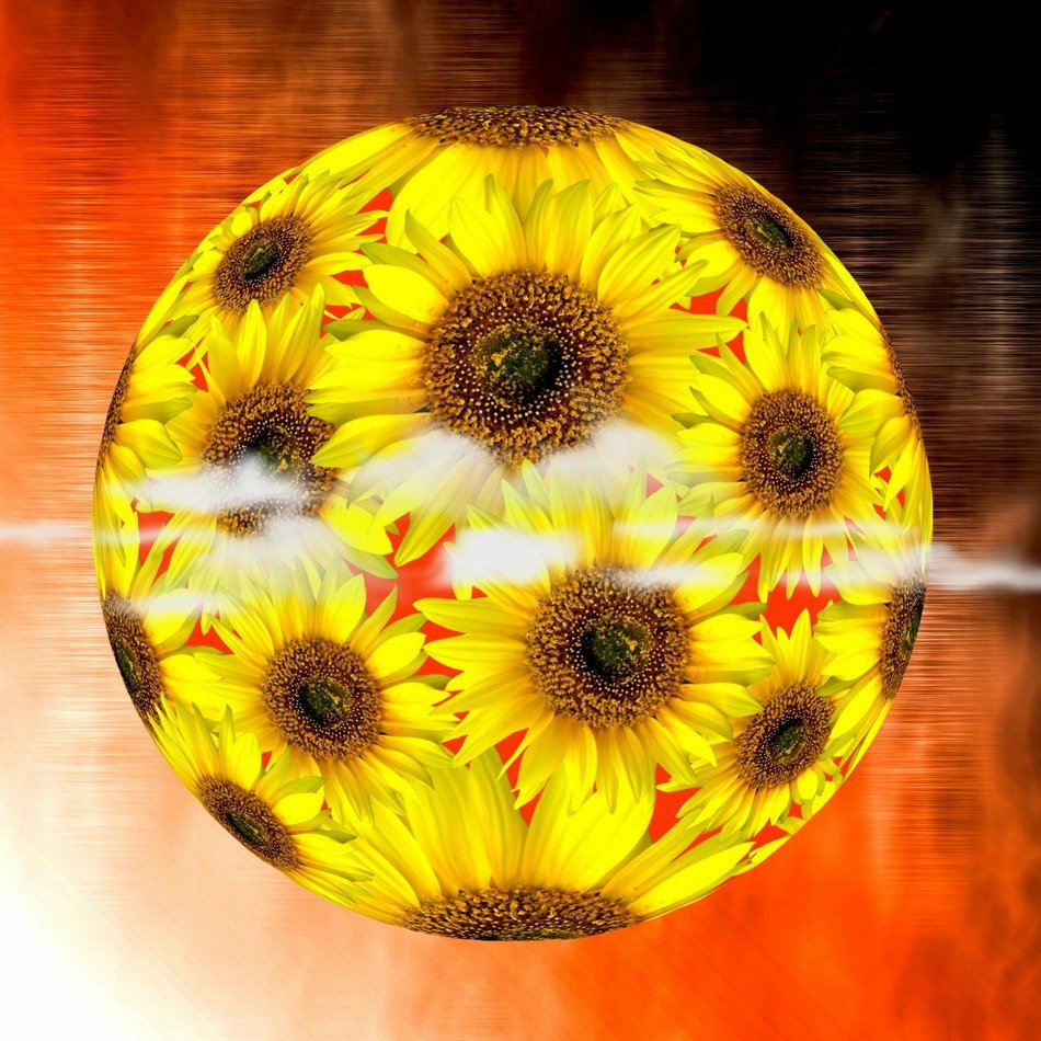 sunflowers in form of ball
