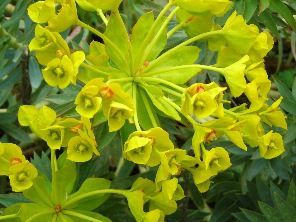 yellow flowers in Sicily