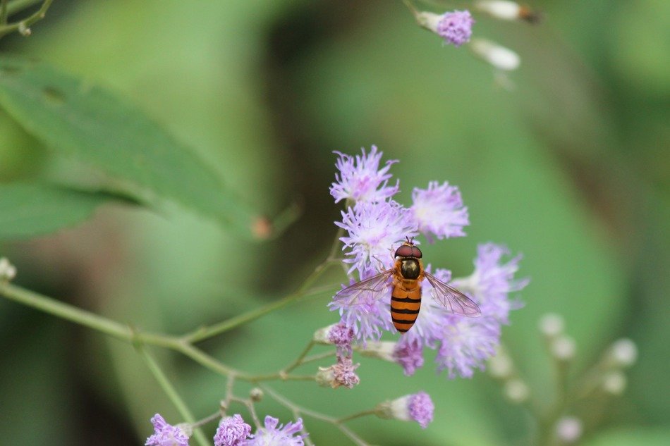 Hoverfly on a wildflower in the wild nature