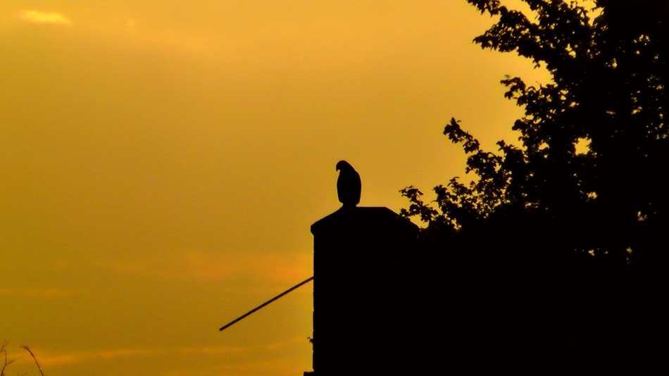 picture of the bird of prey at the sunset