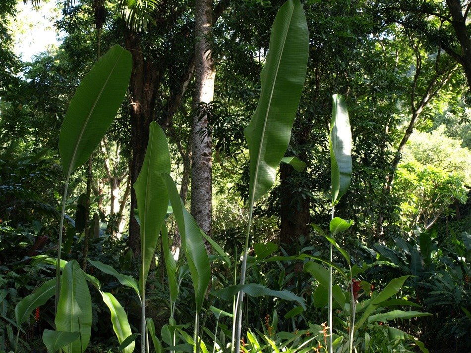 Green plants in the rainforest