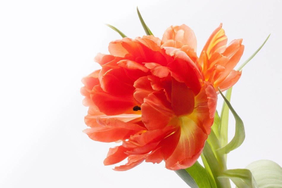 red fluffy tulip at white background