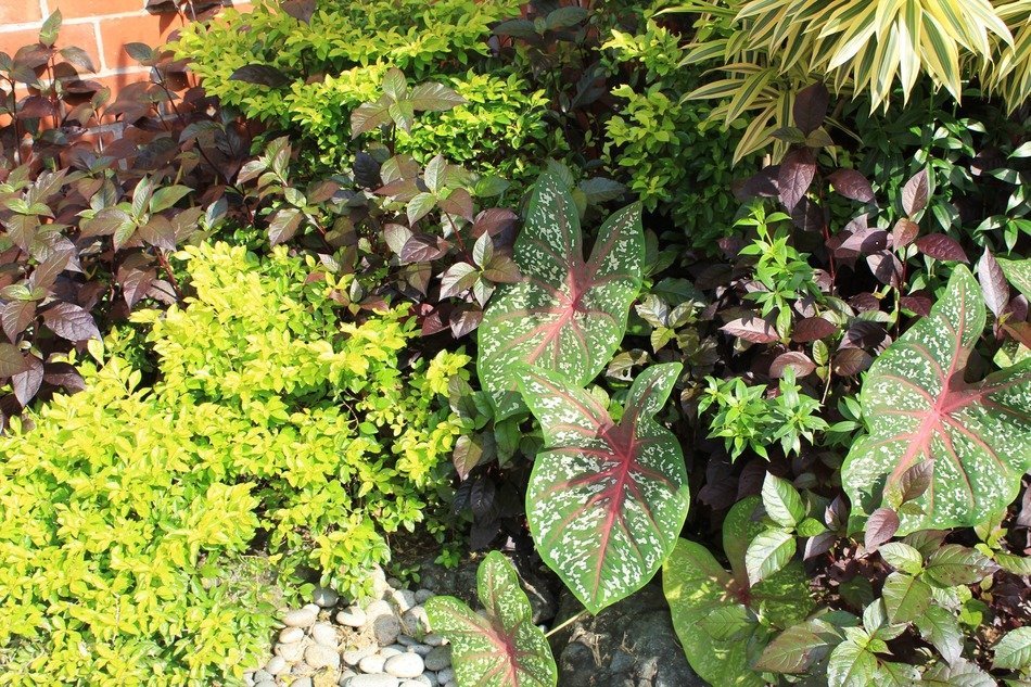 Natural leaves in a garden