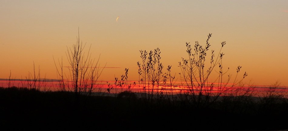 silhouettes of nature against a colorful sunset