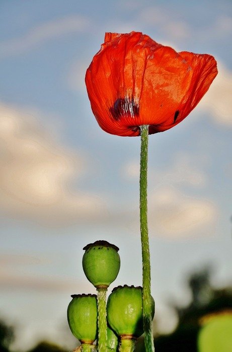 red poppy flower in the pure nature