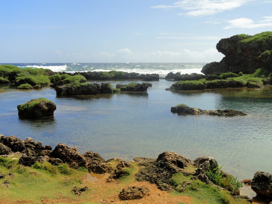 Rocky plants in the water of the ocean