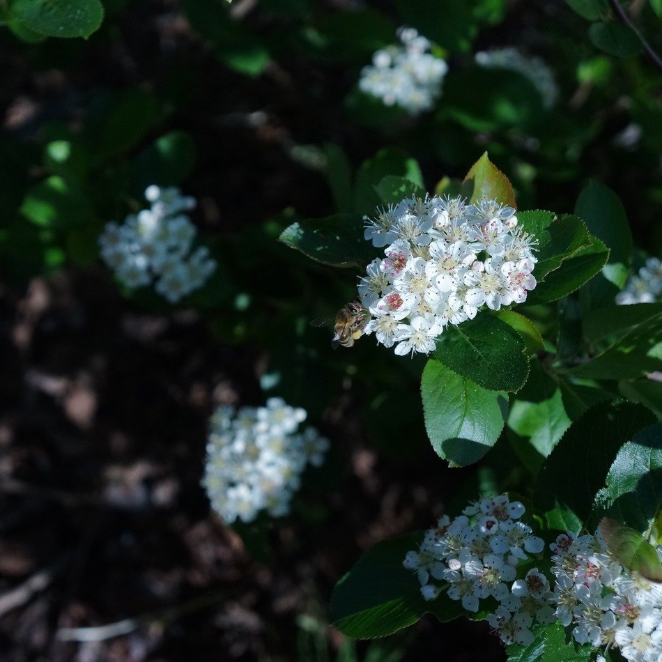 white spring flowers of chokeberry